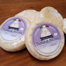 TUMA DI PECORA